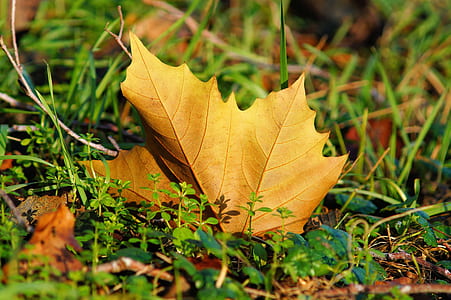 maple leaf on ground thumbnail