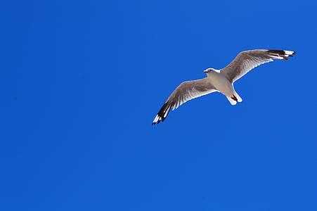 seagull at sky thumbnail