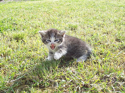 gray and white tabby cat on green grass at datyime thumbnail