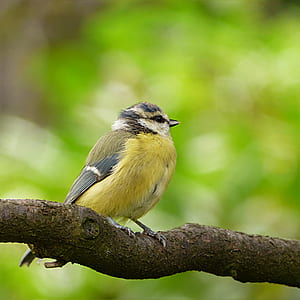 shallow focus photofraphy of yellow bird thumbnail