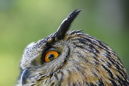 selective focus photograph of owl thumbnail