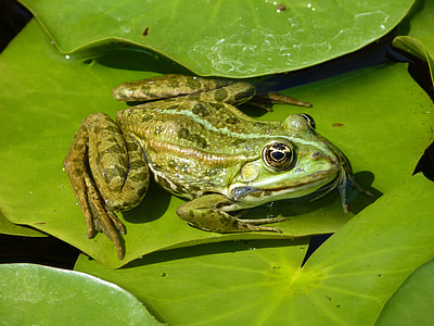 shallow focus photography of green frog thumbnail