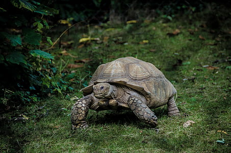 wildlife photography of walking turtle thumbnail