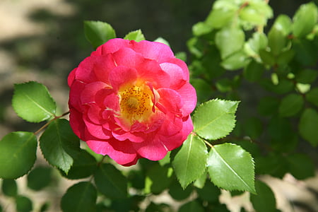 selective focus photography of pink petaled flower thumbnail