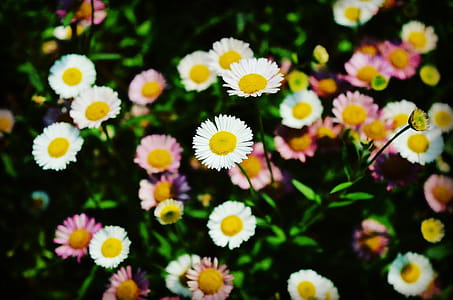 White Daisies thumbnail
