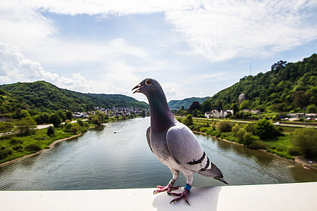 gray pigeon thumbnail