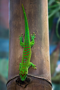 closeup photo of green and brown gecko thumbnail
