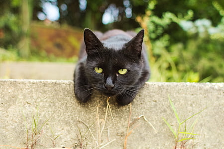 black cat thumbnail