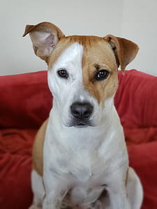American Pit Bull Terrier thumbnail