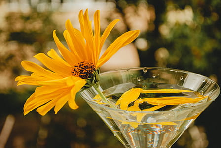 Selective Focus Photo of Yellow Singapore Daisy Flower on Clear Martini Glass thumbnail