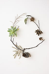 flat lay photo of green succulent plant with pine cone nut thumbnail