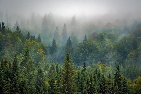 green trees with fogfs thumbnail