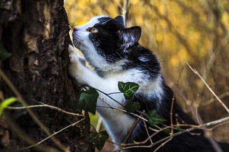 white and black cat on tree thumbnail