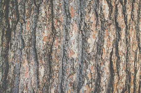 bark, floor, hard, pattern, pine thumbnail