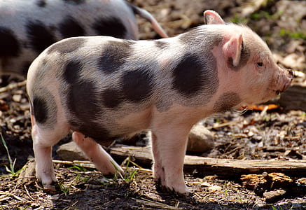 black and pink piglet thumbnail