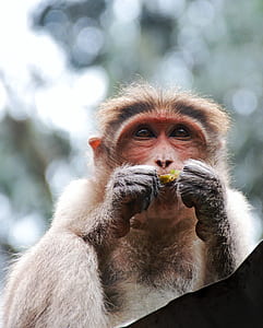 selective focus photography of brown primate on roof while eating thumbnail