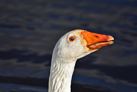 selective focus photography of white and orange bird thumbnail
