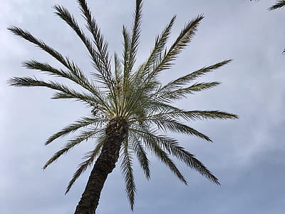low-angle photography of palm tree thumbnail
