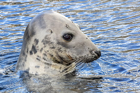 seal on water thumbnail