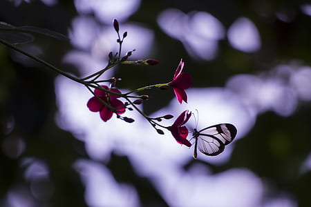 glasswing butterfly perched of red flower thumbnail