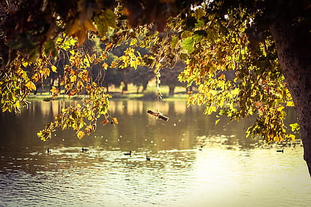 body of water near tree thumbnail