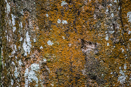 closeup photo of tree bark thumbnail