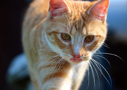 selective focus photography of orange tabby cat thumbnail