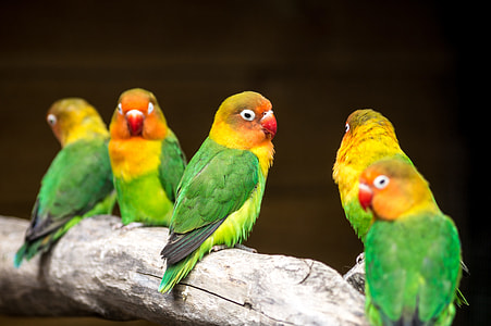 five yellow-and-green birds on tree branch thumbnail