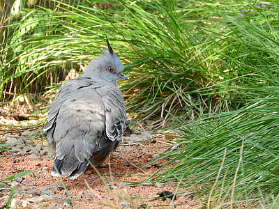 Pigeon Crested, Ocyphaps Lophotes thumbnail