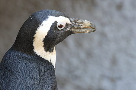 Close-up Photo of Penguin thumbnail
