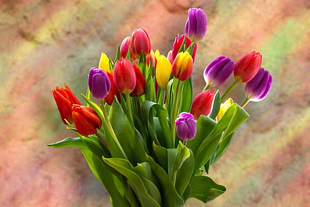 tulip flower bouquet thumbnail