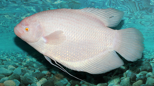 Giant Gourami - Osphronemus goramy thumbnail