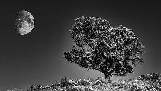 grayscale photography tree under moon thumbnail