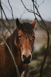 brown horse near bare tree thumbnail