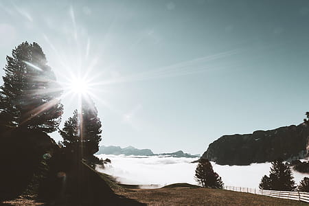 Silhouette Of Pine Trees thumbnail