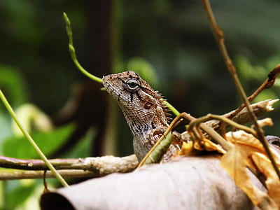 brown lizard on branch thumbnail
