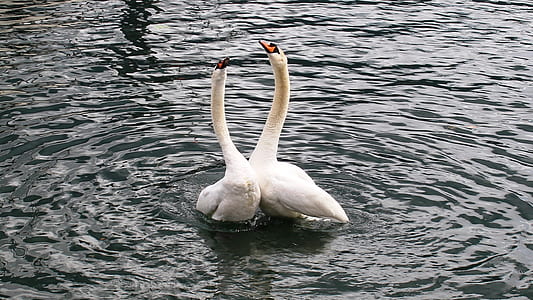 two swans on body of water thumbnail