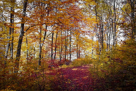 nature, forest, trees, autumn thumbnail
