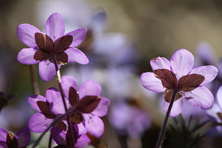 purple flowers photography thumbnail