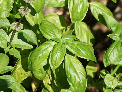 green plant thumbnail