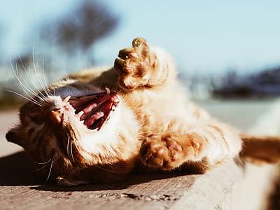 orange cat lying on gray surface thumbnail