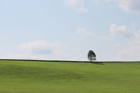 green tree on grass field under skies thumbnail