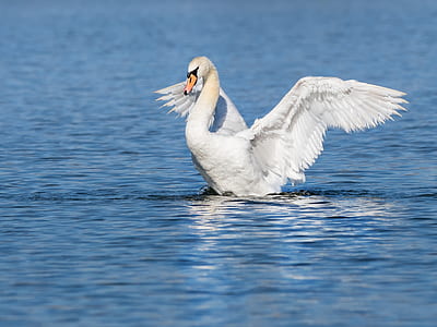 bird hovering on water thumbnail