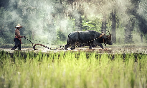 farmer with black water buffalo walking near green rice field during daytime thumbnail