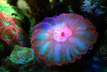 white, blue, and pink jellyfish thumbnail