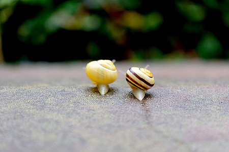 two yellow and brown snails close-up photo thumbnail