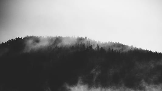 smoke covered trees thumbnail