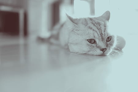 grayscale photography of cat thumbnail