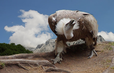 white and gray bird on brown soil thumbnail