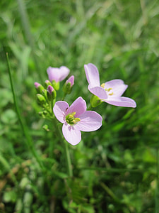 Cardamine Pratensis, Cuckooflower thumbnail